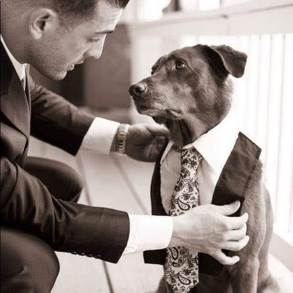 Very Glamorous Pet Collar Three Sizes - Picture 10 of 10